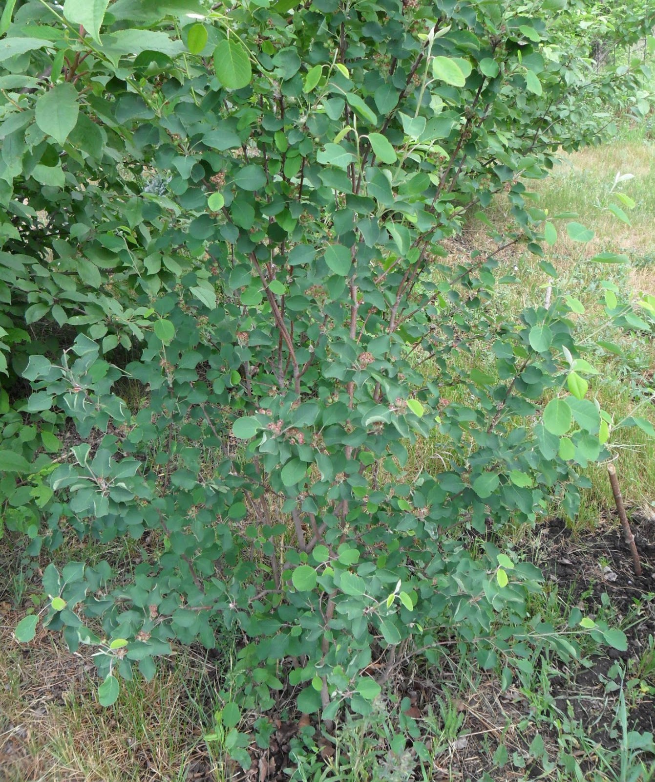 Ирга взрослый куст